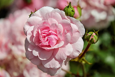 focus photo of pink petaled flower thumbnail