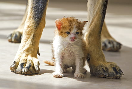 white and orange kitten sits under tall dog at daytime thumbnail