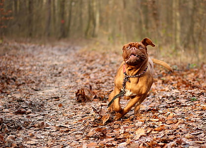 short-coated brown dog running on dried leaves thumbnail