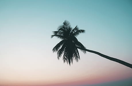 silhouette of coconut tree thumbnail