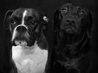 adult boxer and Labrador retriever thumbnail