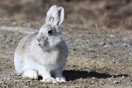 gray and white rabbit during daytime thumbnail