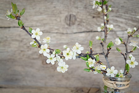 white cherry blossoms thumbnail