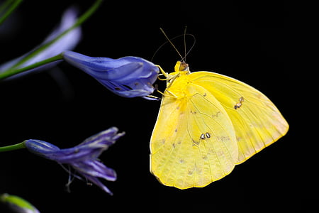 yellow butterfly on purple flower in closeup shot thumbnail