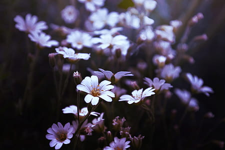 photo of white daisy flowers thumbnail