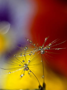 dandelion, drops, wet, macro, plant, water thumbnail
