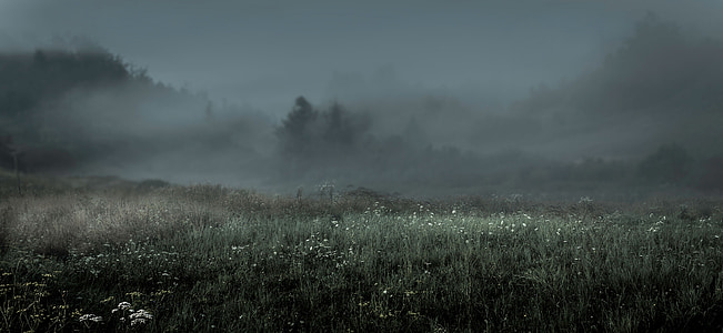 landscape photography of grass field covered with fogh thumbnail