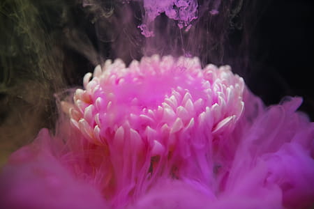 Close-up Photo of Pink Flower in Bloom thumbnail