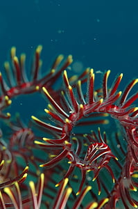 red and yellow coral thumbnail