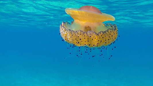 pink and yellow jelly fish swimming in water thumbnail