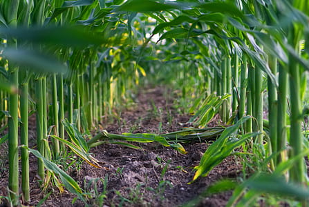 selective focus photography of corn field thumbnail
