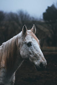 selective focus photography of brown and white horse thumbnail