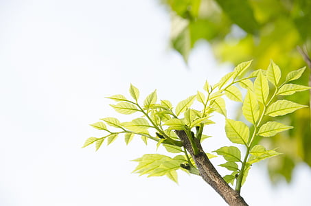 shallow focus photography of green leafed tree thumbnail