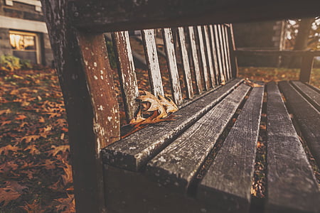 wooden bench during autumn thumbnail