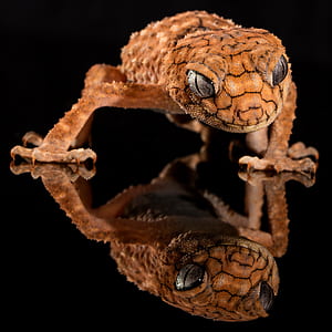 photo of brown leopard gecko thumbnail