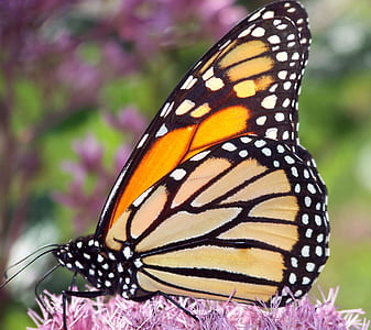close photo of yellow butterfly thumbnail