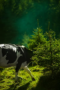 black and white cattle on green grass field near green leaf tree thumbnail