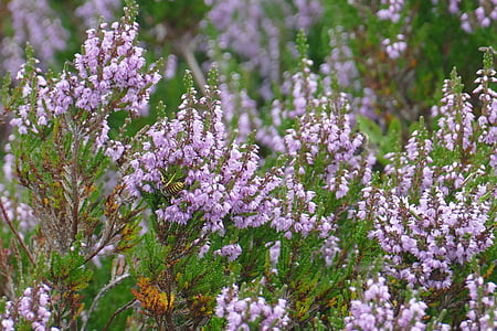 purple clustered flower field at daytime thumbnail