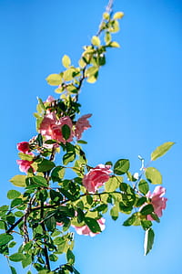 nature, flowers, blue, branches thumbnail