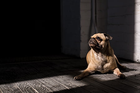 fawn pug on gray wooden floor thumbnail
