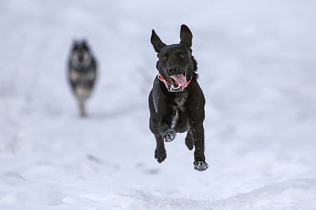 adult black Labrador retriever runs on snow field during day thumbnail