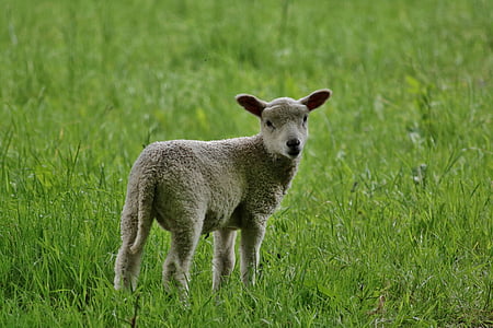 kid sheep standing on green grass field during daytime thumbnail