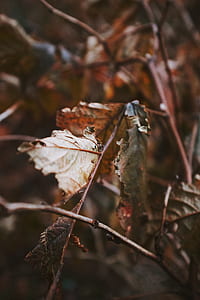 shallow focus photography of leaves thumbnail