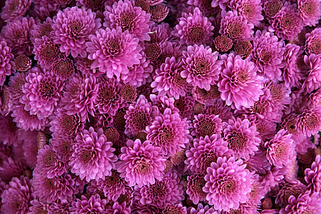 photo of purple petaled flowers thumbnail