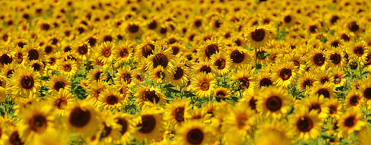 landscape photo of Sunflower flowers during daytime thumbnail