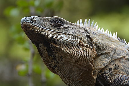 brown reptile thumbnail