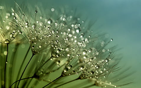 selective focus photography of water dew on leaves thumbnail