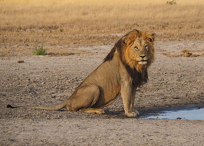 tiger standing on stand thumbnail