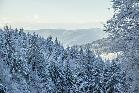 pine trees cover with snow thumbnail