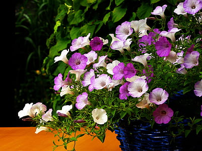 selective focus photography of white and purple petaled flowers thumbnail