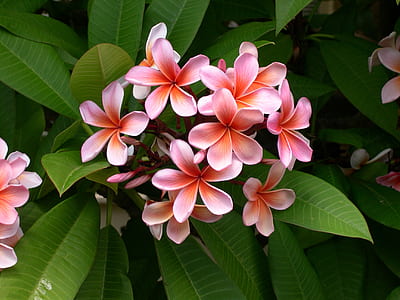 Pink Flowers and Green Leaves thumbnail