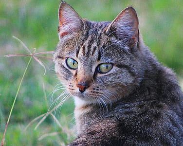 selective focus photo of brown tabby cat beside grass thumbnail