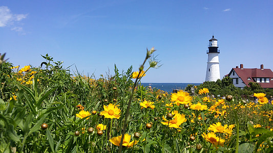 bed of yellow flowers near lighthouse thumbnail