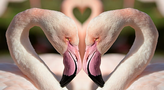 two pink Flamingo swans at daytime thumbnail