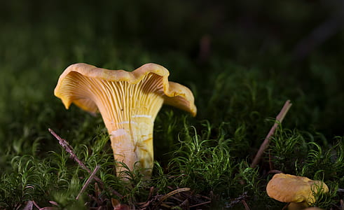 close-up photo of beige mushroom on grass field thumbnail