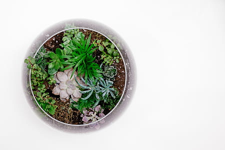 succulent plants in fishbowl thumbnail