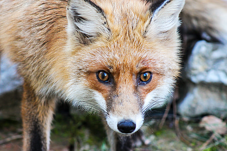 selective focus photography of red fox thumbnail