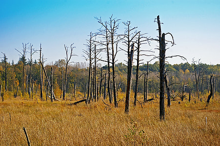 bare trees on grass field thumbnail