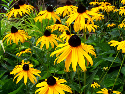 Day Cone Flower, Yellow thumbnail