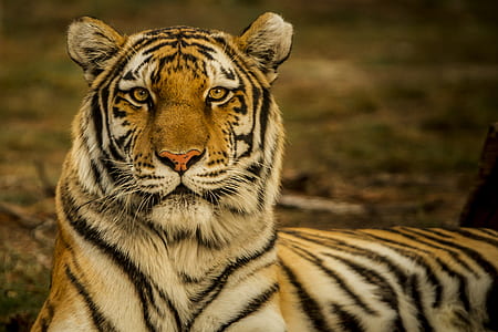 lying tiger selective focus photography thumbnail