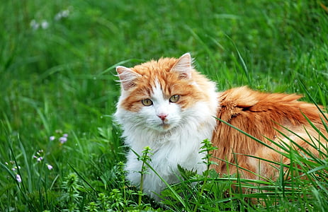 long-fur white and beige on green grass during daytime thumbnail