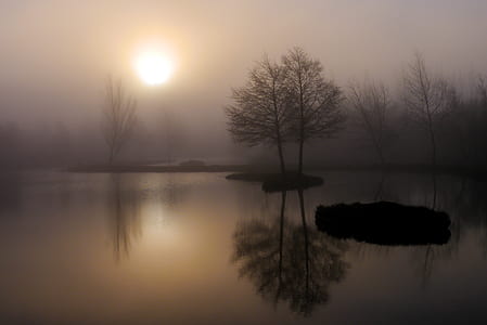 tree surrounded by water mirror reflection photography thumbnail