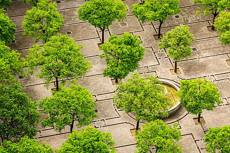 green leafed trees on gray concrete floor thumbnail