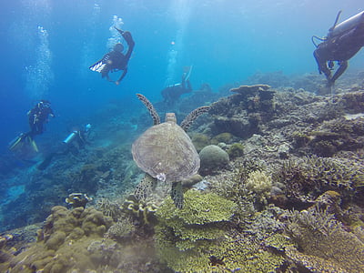 brown turtle underwater photography thumbnail