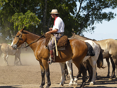 man riding horse near green tree thumbnail