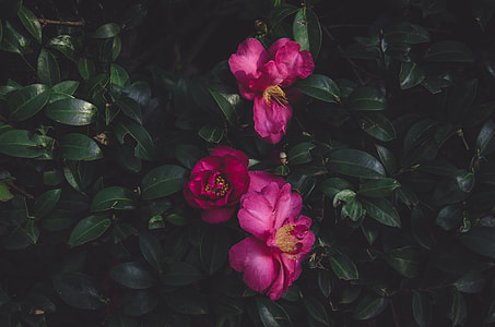 close-up photography of pink camellia flowers thumbnail
